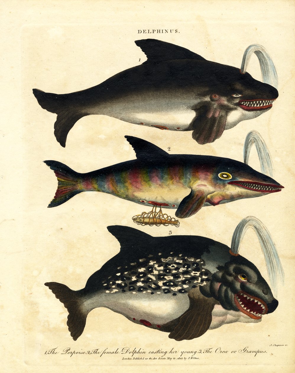 Delfinfajok - delfinek és orkák alkotó: John Chapman