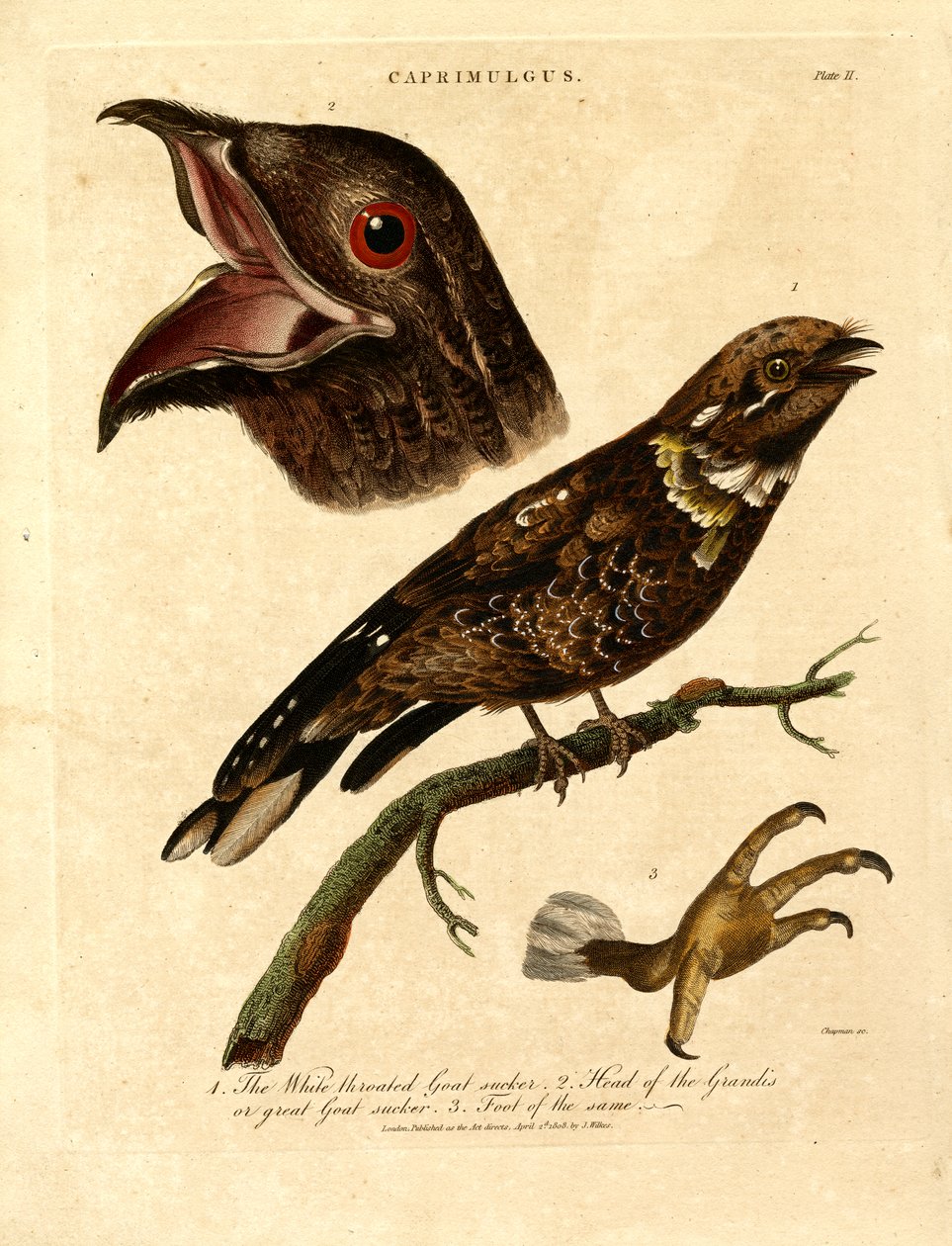  alkotó: John Chapman