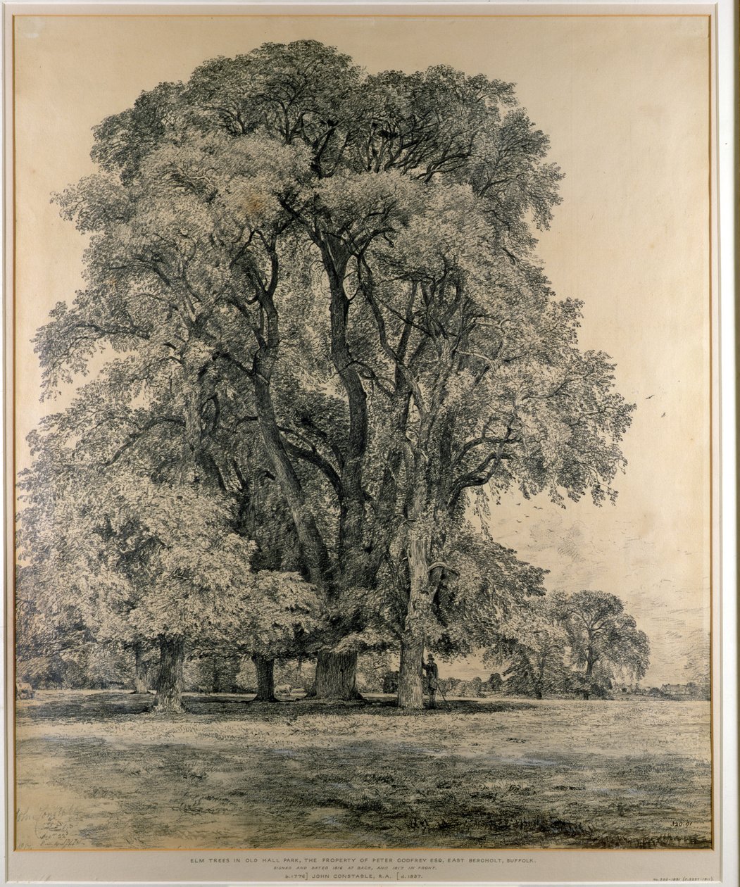 Szilfák az Old Hall Parkban, East Bergholt, 1817 (ceruza) alkotó: John Constable