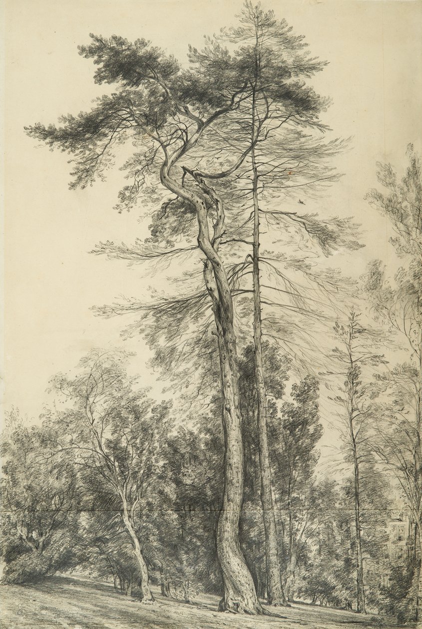 Fenyőfák, 1833 körül alkotó: John Constable