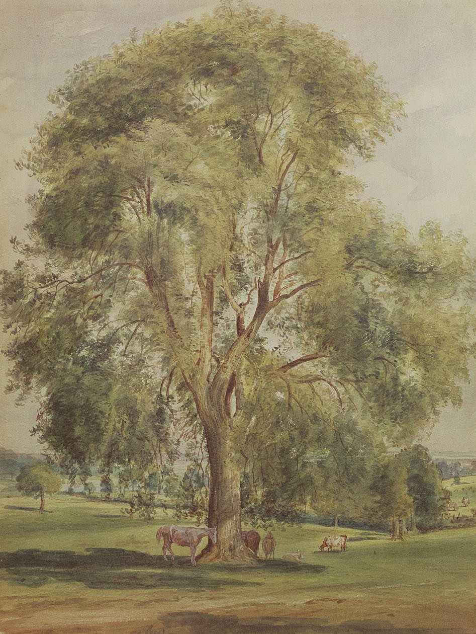 A fa (WC) alkotó: John Constable