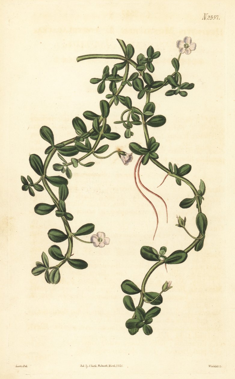 Brahmi vagy vízi izsóp, Bacopa monnieri alkotó: John Curtis