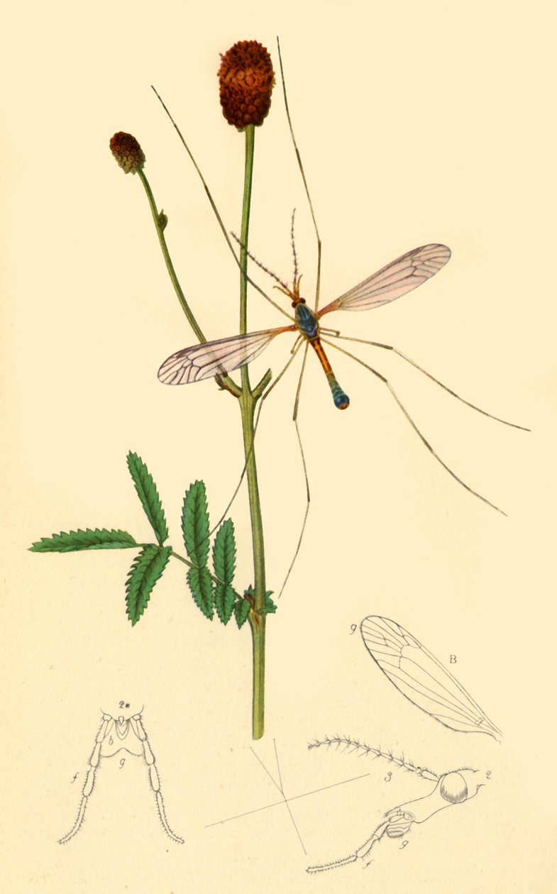 „Crane-Fly: Tipula longicornis”, 1834, 1945. alkotó: John Curtis