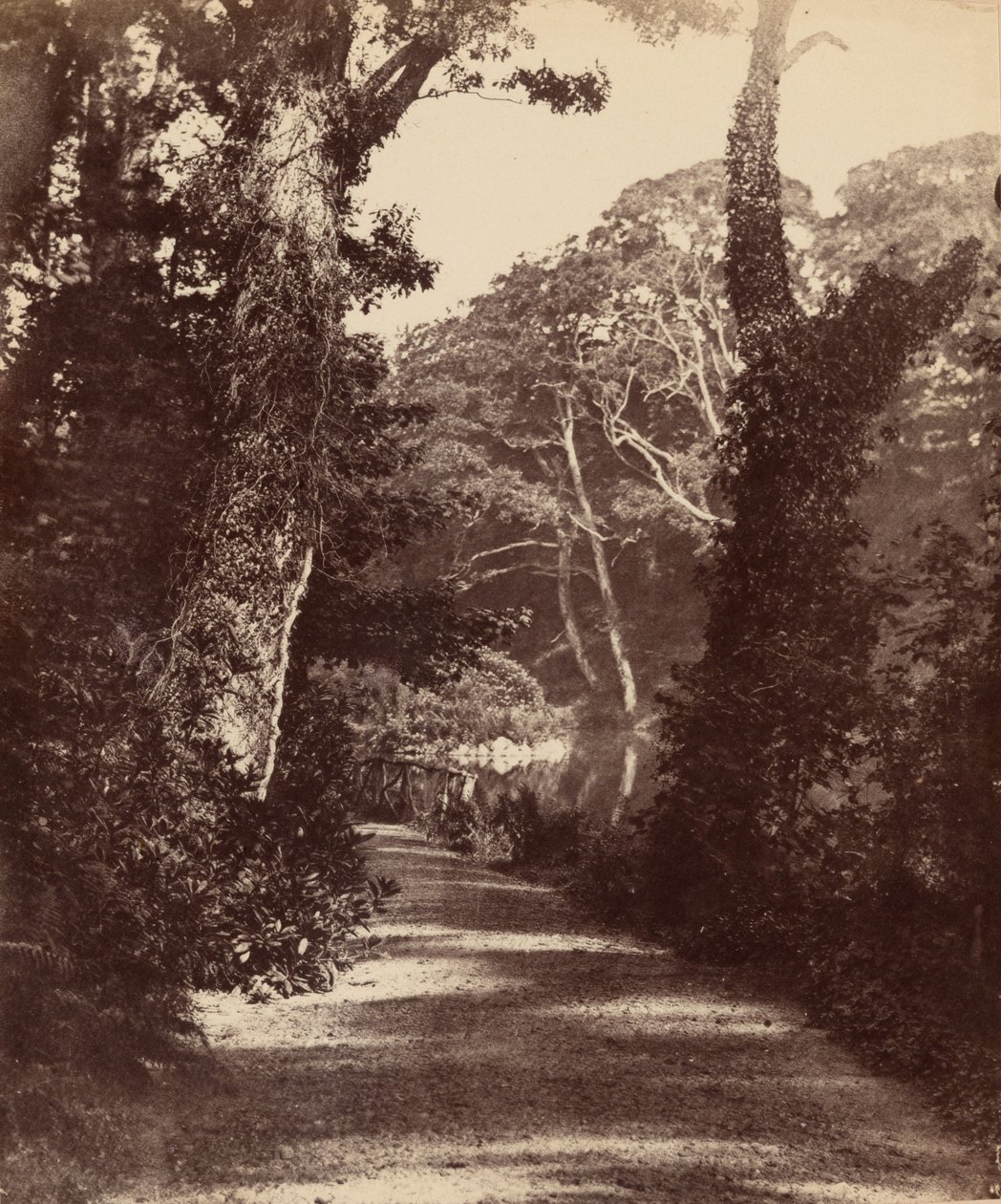 A felső tó, Penllergare Valley Woods,c. 1852 (fotó) alkotó: John Dillwyn Llewelyn