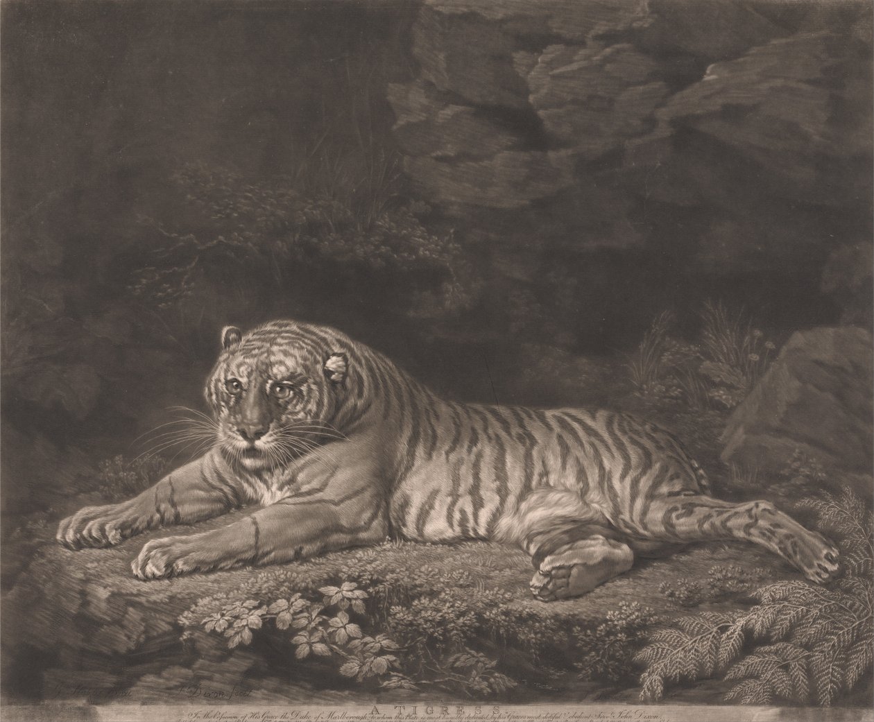 Egy tigris alkotó: John Dixon
