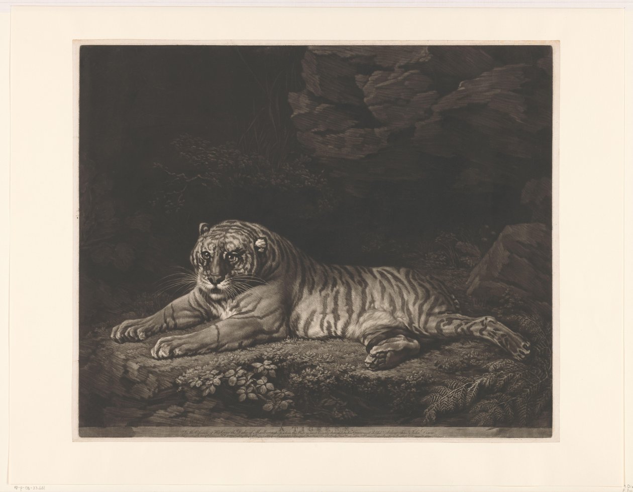 Tijgerin Tigris (cím a tárgyon) alkotó: John Dixon