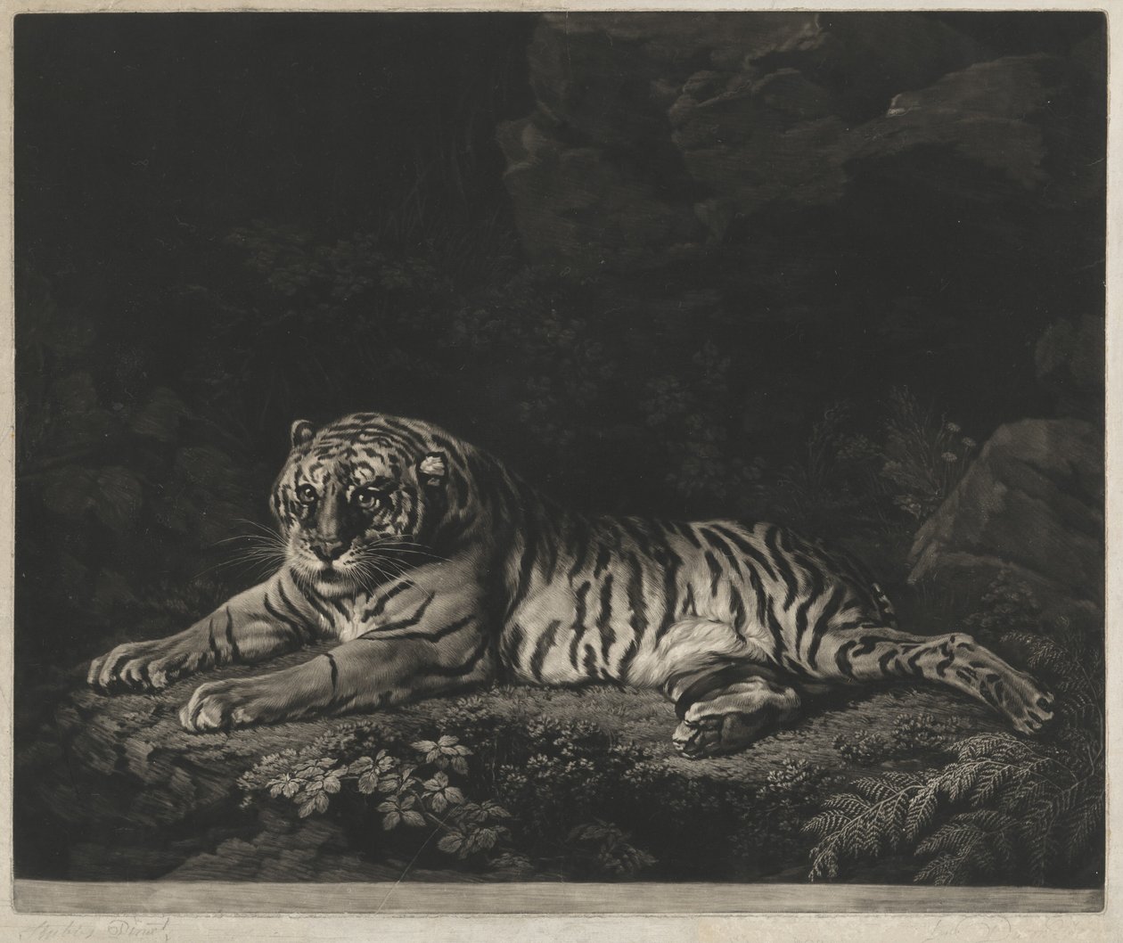 Egy Tigris alkotó: John Dixon after George Stubbs