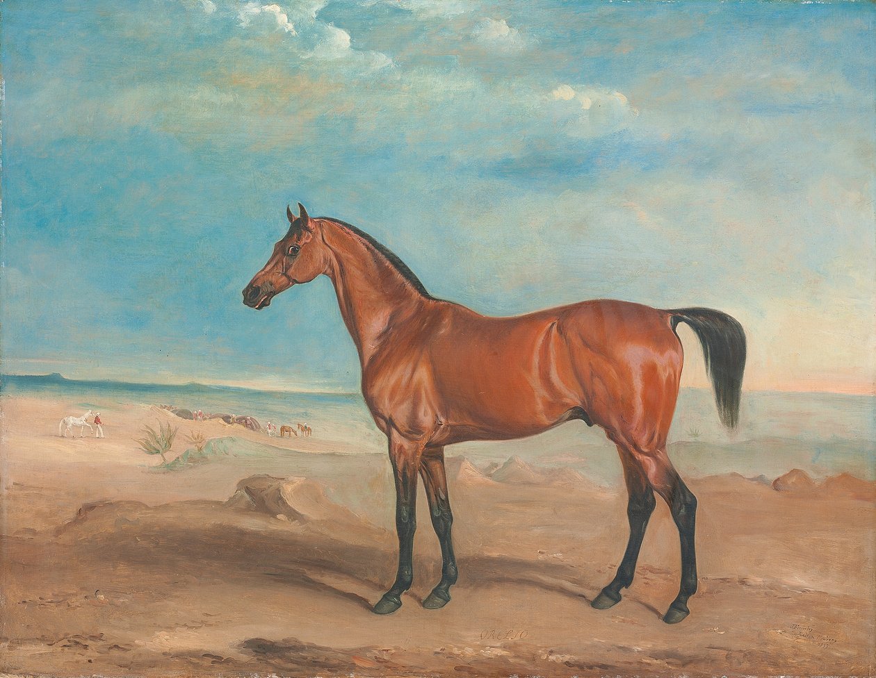 Az arab mén 