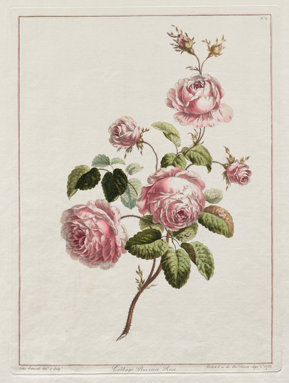 A természet nyomán rajzolt virágok gyűjteménye – Káposztavidéki rózsa, 1801. alkotó: John Edwards