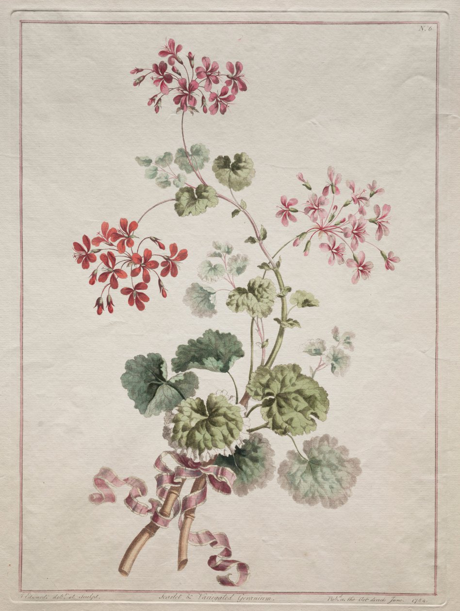 A természetből merített virággyűjtemény: 6. sz. – Skarlát és tarka muskátli, 1801. alkotó: John Edwards