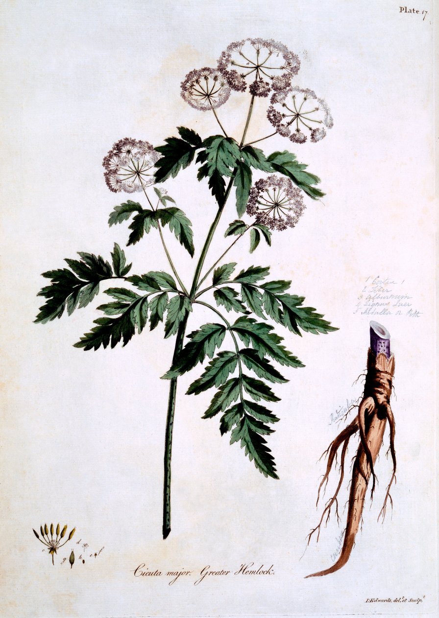 Hemlock [Cicuta major], illusztráció John Edwards „The British Herbal” című művéből, 1770 márciusában megjelent alkotó: John Edwards
