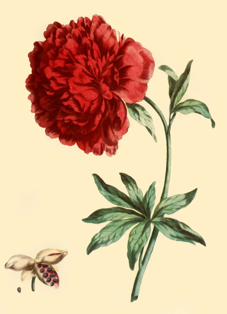 "Peony: The Paeonia Flower in Full Red", 1769, 1946 alkotó: John Edwards