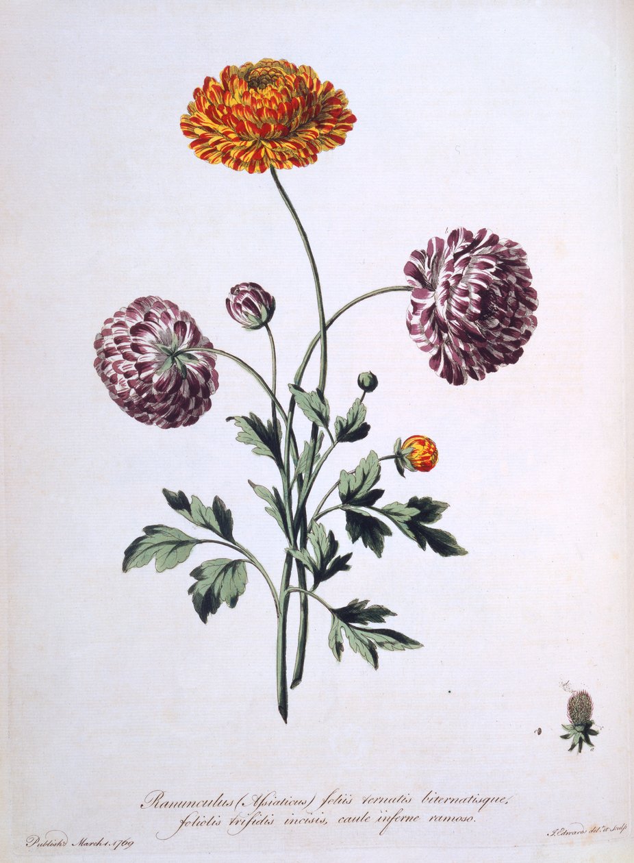 Ranunculus, illusztráció a 
