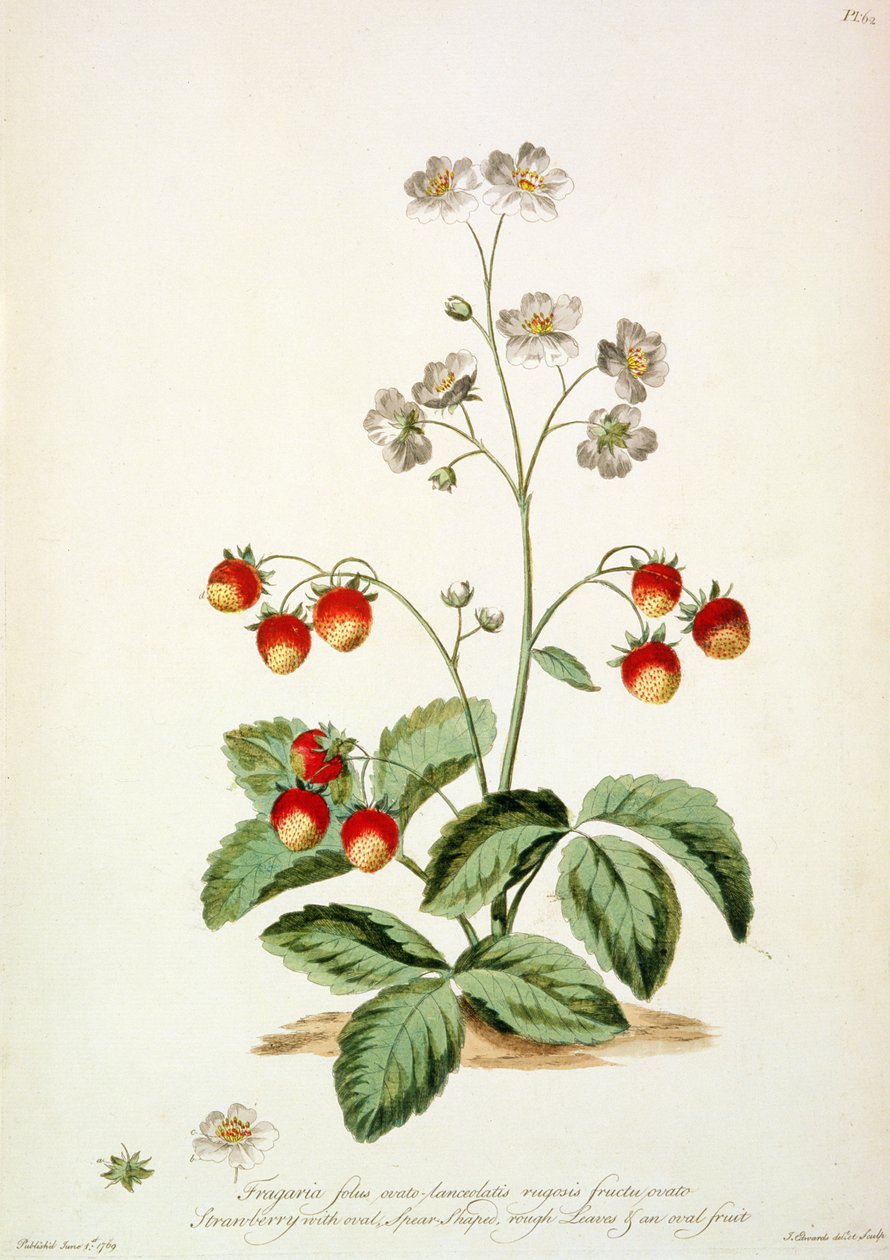 Eper: ovális lándzsa alakú, érdes levelek és ovális termés a "The British Herbal..."-ból alkotó: John Edwards