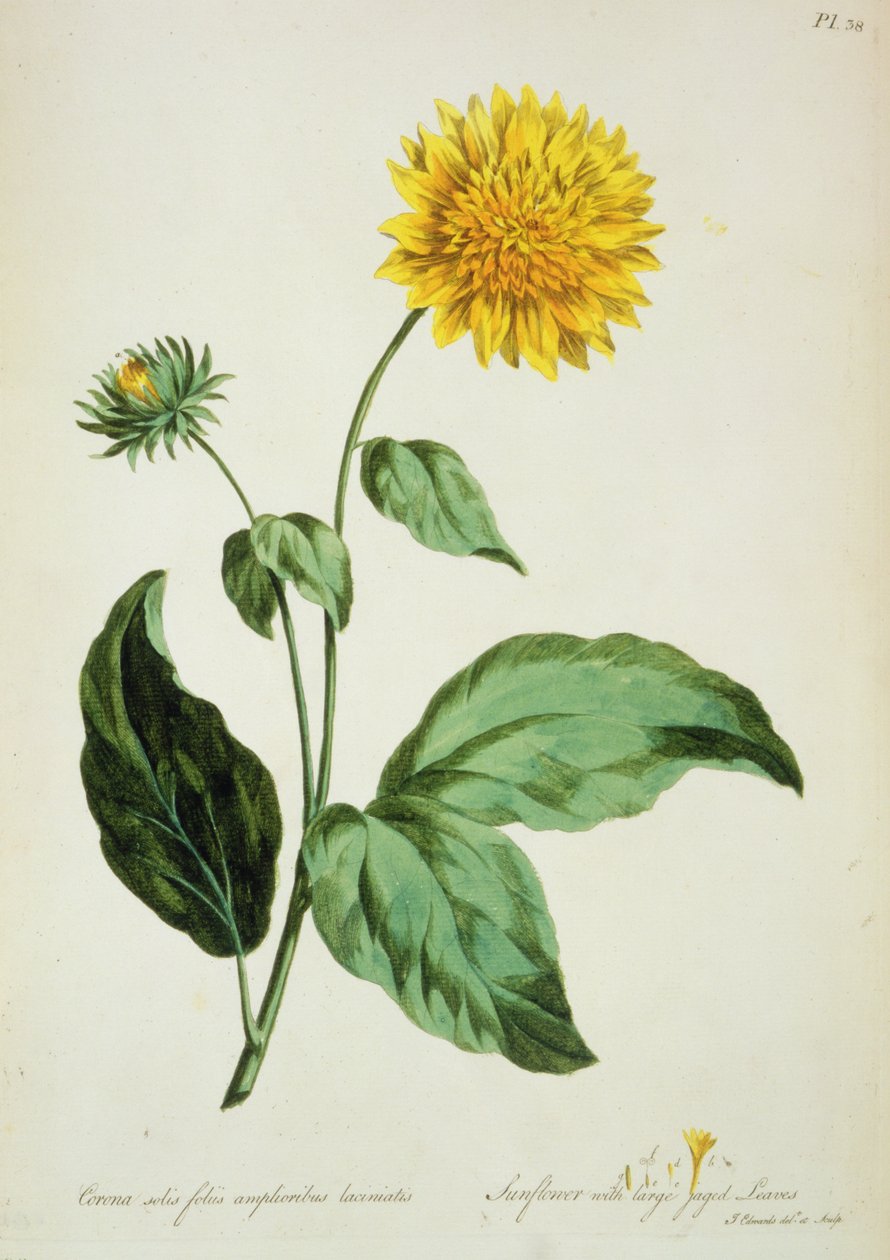 Napraforgó: nagy szaggatott levelekkel (Corona) a "The British Herbal..."-ból alkotó: John Edwards