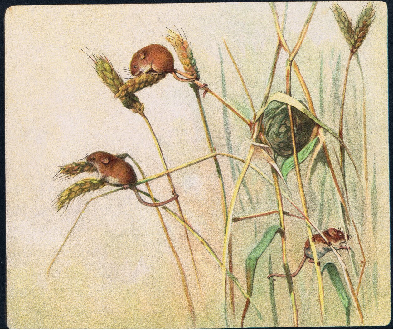 Harvest Mice, illusztráció P. Pycraft „Pads, Paws and Claws” című könyvéből alkotó: John Edwin Noble