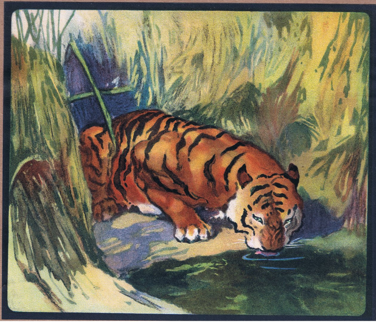 Tigris alkotó: John Edwin Noble