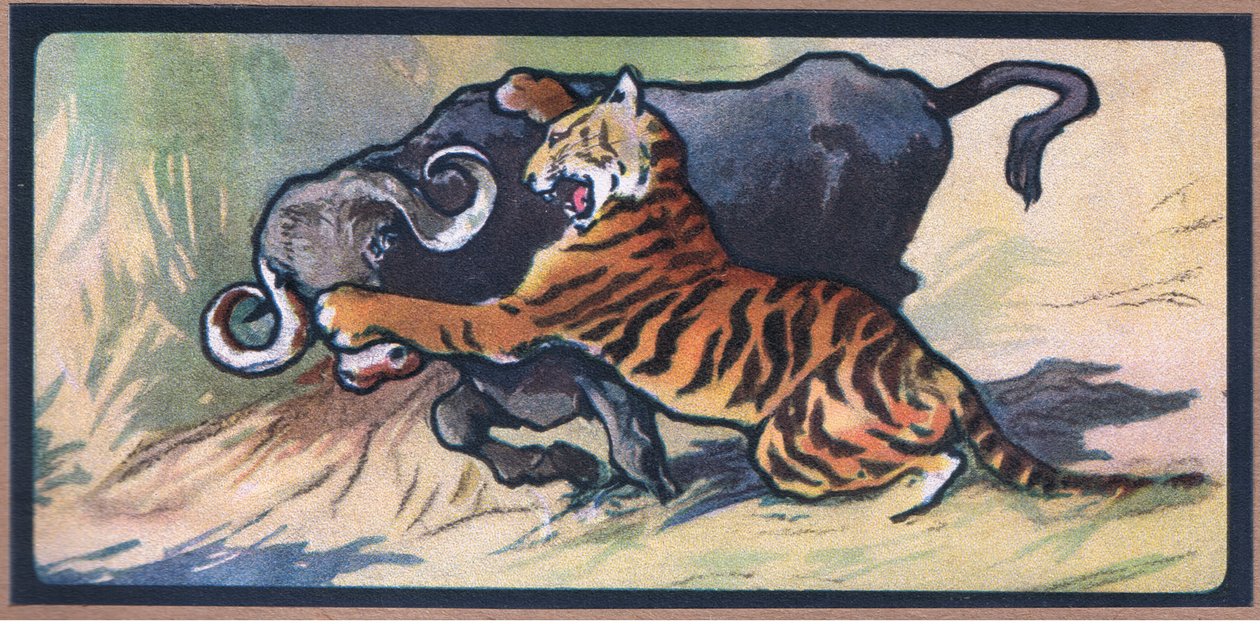 Tigris és Buffalo alkotó: John Edwin Noble