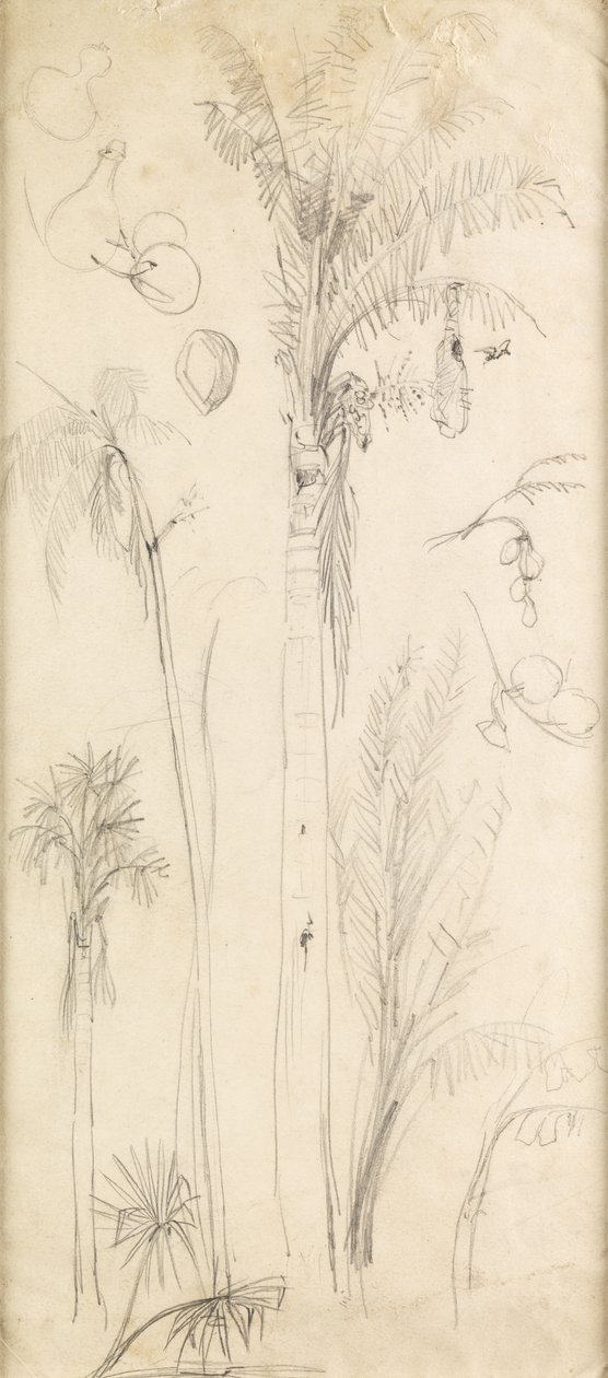 Pálmafák (ceruza papíron) alkotó: John Everett Millais