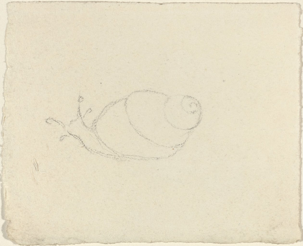 Csigák [recto and verso] alkotó: John Flaxman