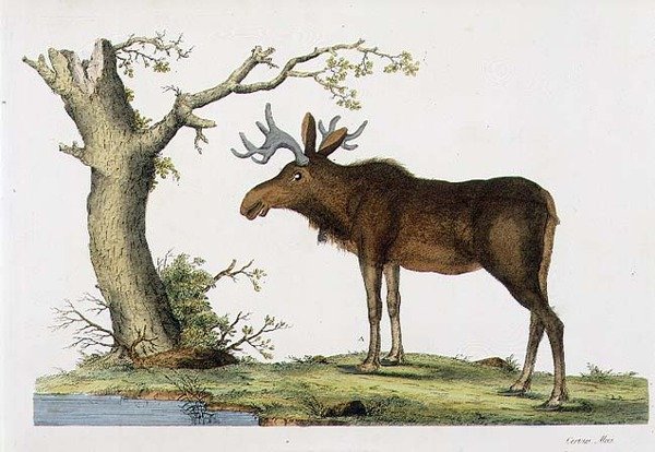 Cervus Alces (Moose) (litho) alkotó: John Frederick (after) Miller