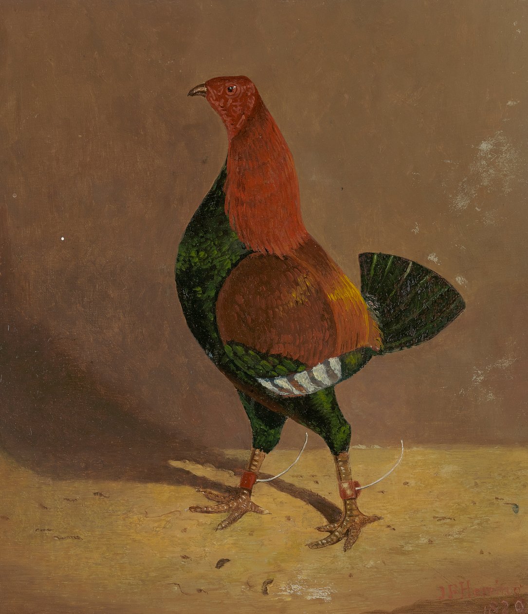 Harci kakasok: Sötétmellű harci kakas, balra néz alkotó: John Frederick Herring