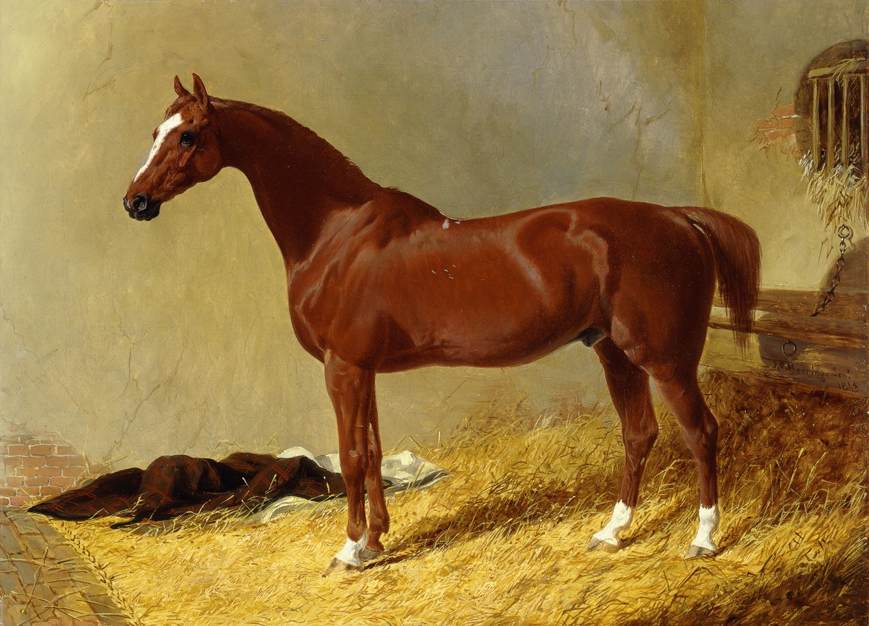 Egy öböli versenyló egy istállóban, 1843 alkotó: John Frederick Herring Senior