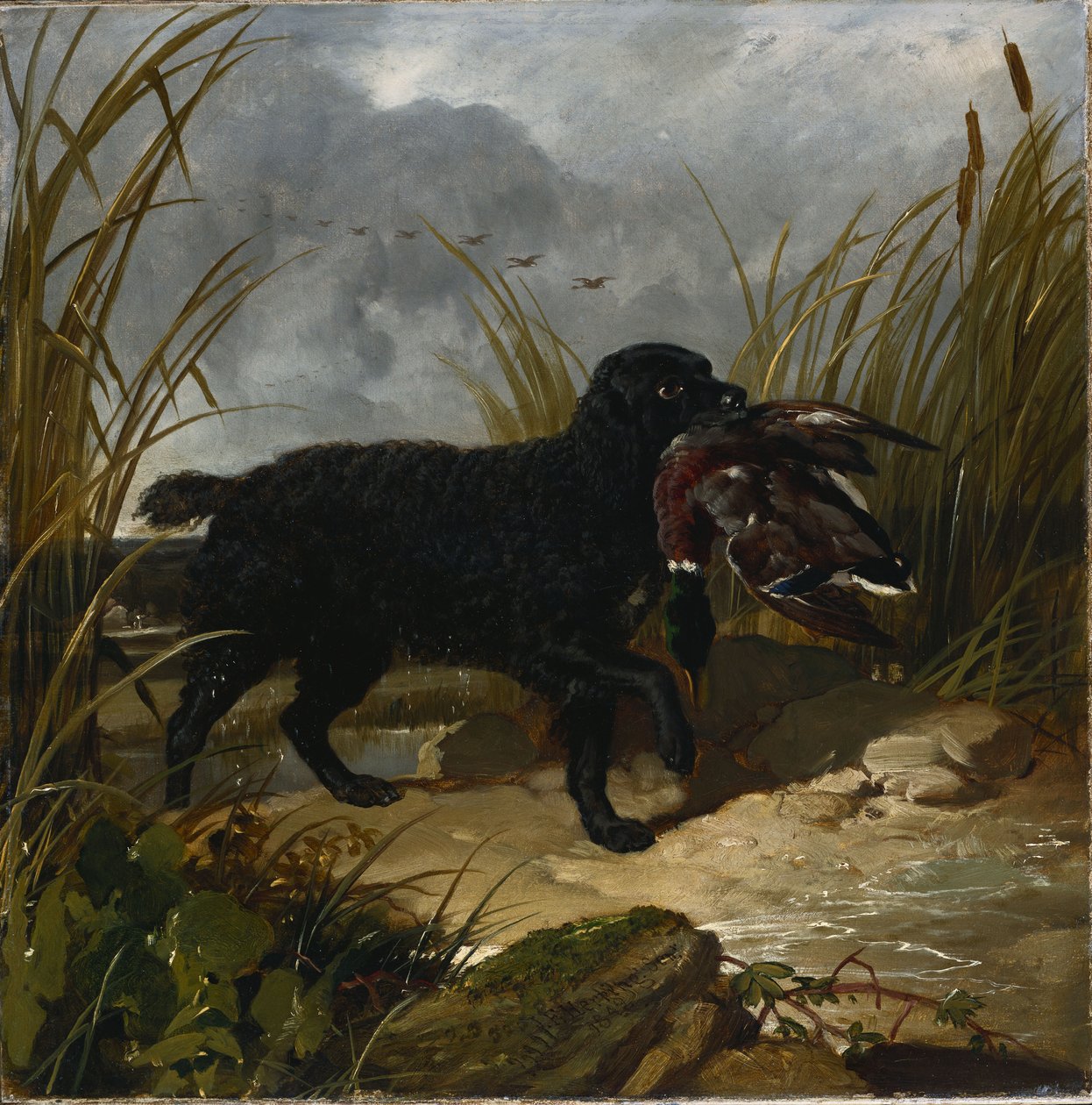 Egy ír vízi spániel egy tőkés récet szed ki, 1849 alkotó: John Frederick Herring Senior