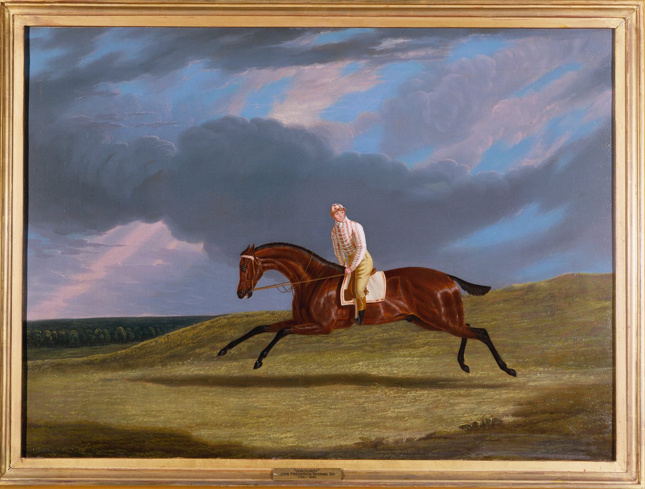 "Corduroy", egy Bay Racehorse, egy Jockey Up, vágta a versenypályán alkotó: John Frederick Herring Senior