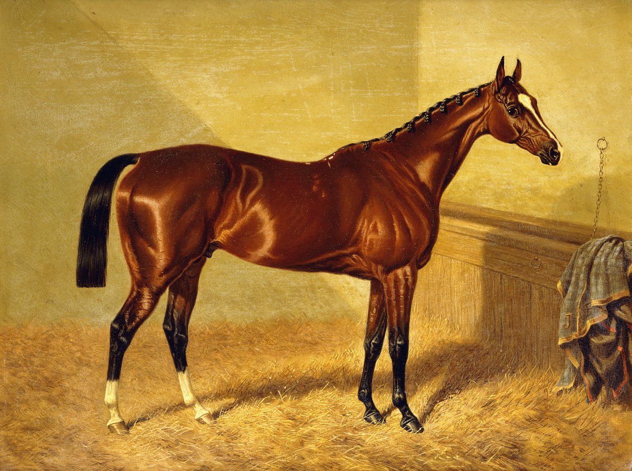 Orlando, egy Bay Racehorse in a Loosebox, 1845 alkotó: John Frederick Herring Senior