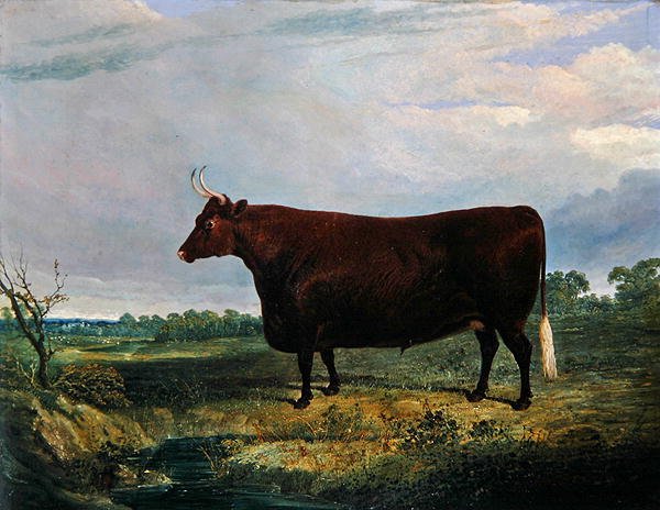 Egy barna bika portréja alkotó: John Frederick Herring Senior