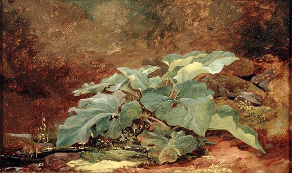 Bojtorján növény tanulmányozása (olaj, papír, vászonra rögzítve) alkotó: John Frederick Kensett