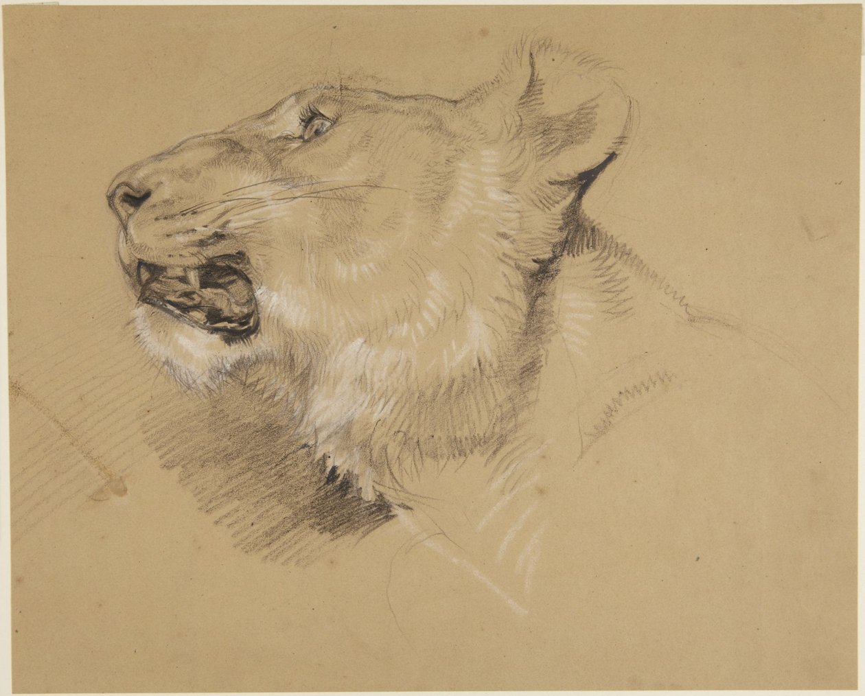 Oroszlánnőstény feje alkotó: John Frederick Lewis