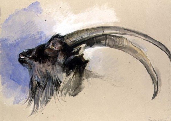 Egy steinbock feje alkotó: John Frederick Lewis