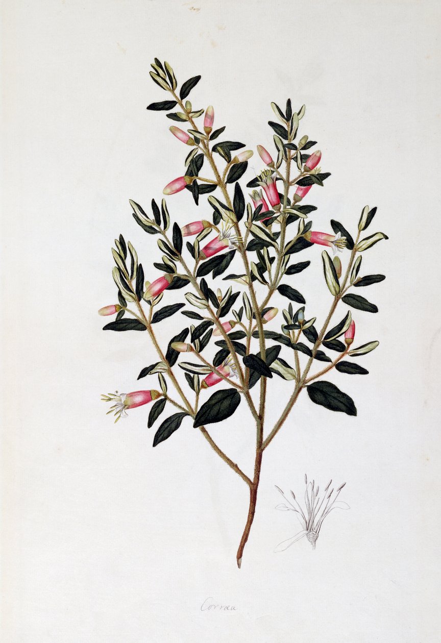 Correa Reflexa, John Frederick Miller (1759-1796) rajza alkotó: John Frederick Miller