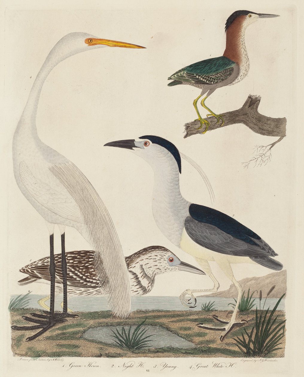 Green Heron, Night Heron, Young Heron és Great White Heron, megjelent 1808-1814. alkotó: John G. Warnicke