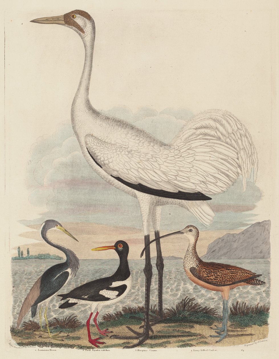 Louisiana Heron, Pied Oyster-catch, Hooping Crane és Long-billed Curlew, megjelent 1808-1814. alkotó: John G. Warnicke