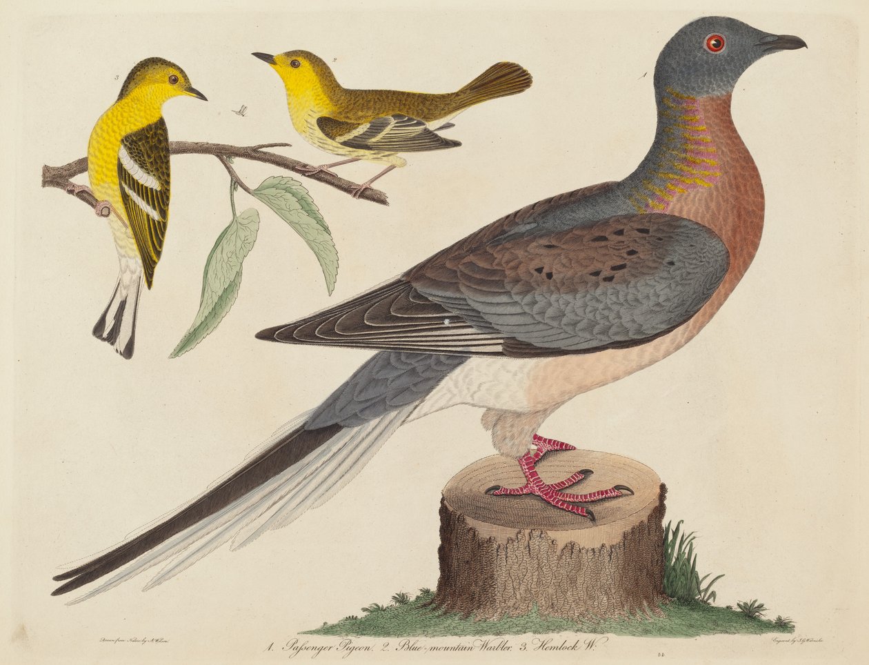 Utasgalamb, Kékhegyi poszáta és Bürökpasza, megjelent 1808-1814. alkotó: John G. Warnicke