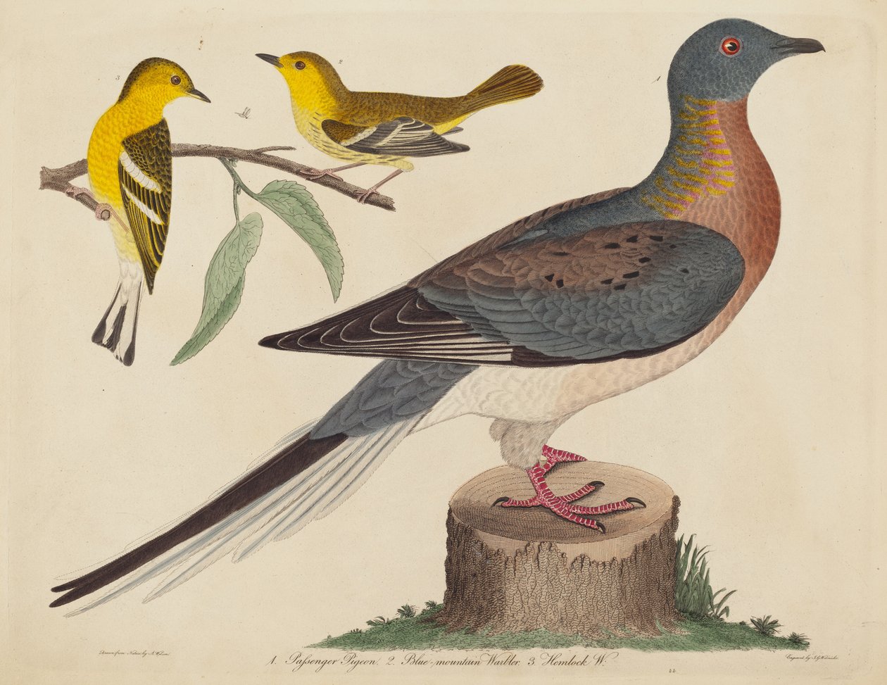 Utasgalamb, kékhegyi poszáta és bürökrigó alkotó: John G. Warnicke after Alexander Wilson