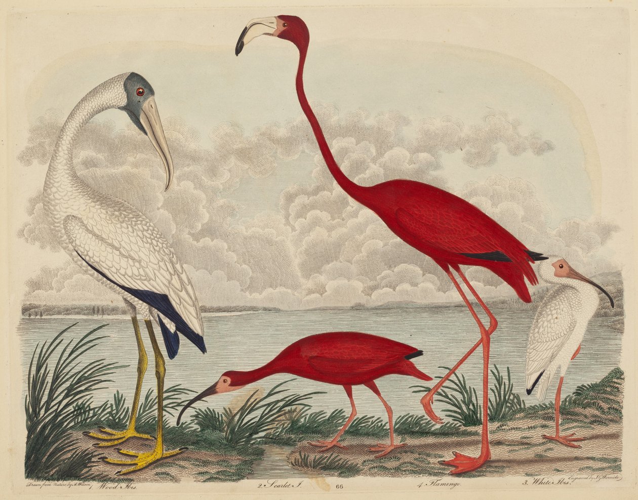 Wood Ibis, Scarlet Ibis, Flamingo és White Ibis alkotó: John G. Warnicke after Alexander Wilson