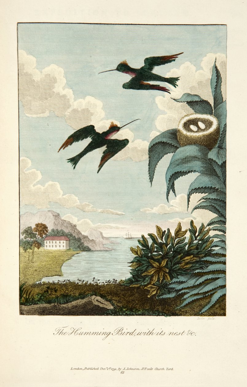 Humming bird, with its nest alkotó: John Gabriel Stedman