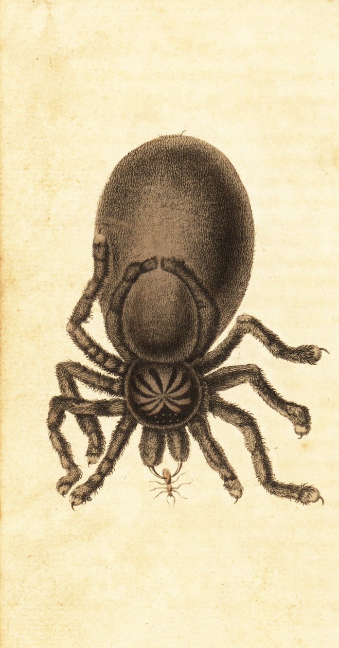 Pinktoe tarantula, Avicularia avicularia. ,1800 (metszet) alkotó: John Gabriel Stedman