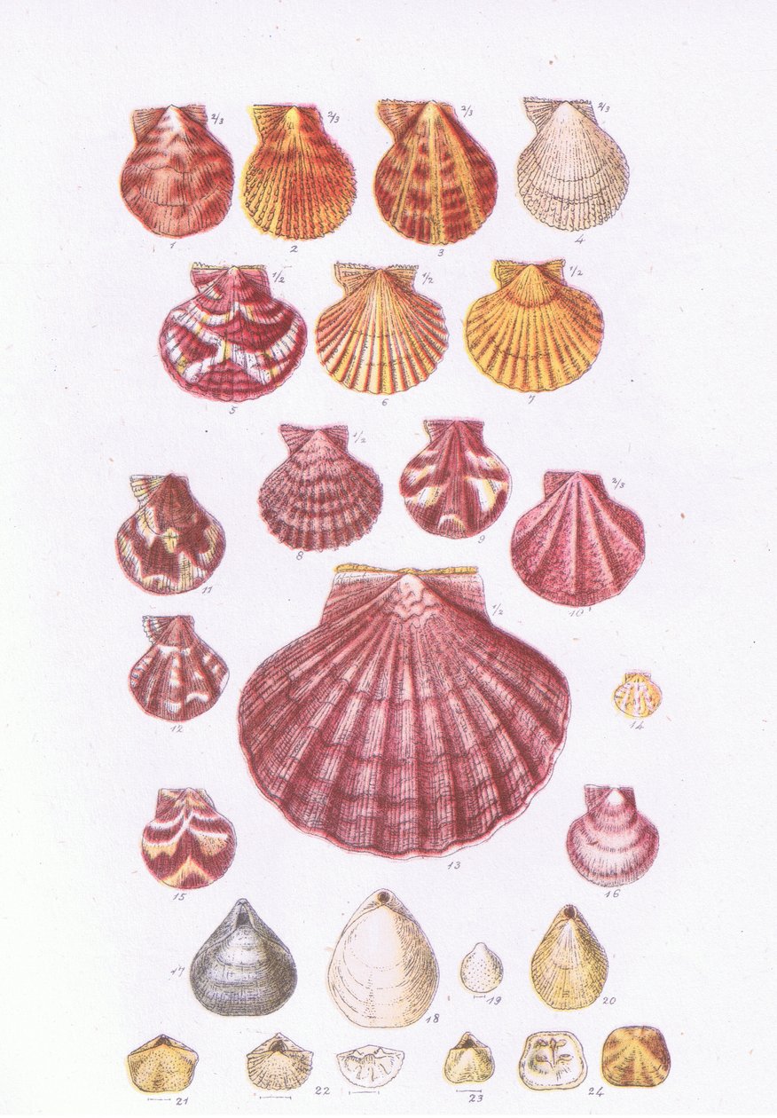 British Scallops, Nature in Britain, Collins, 1946 alkotó: John George Sowerby