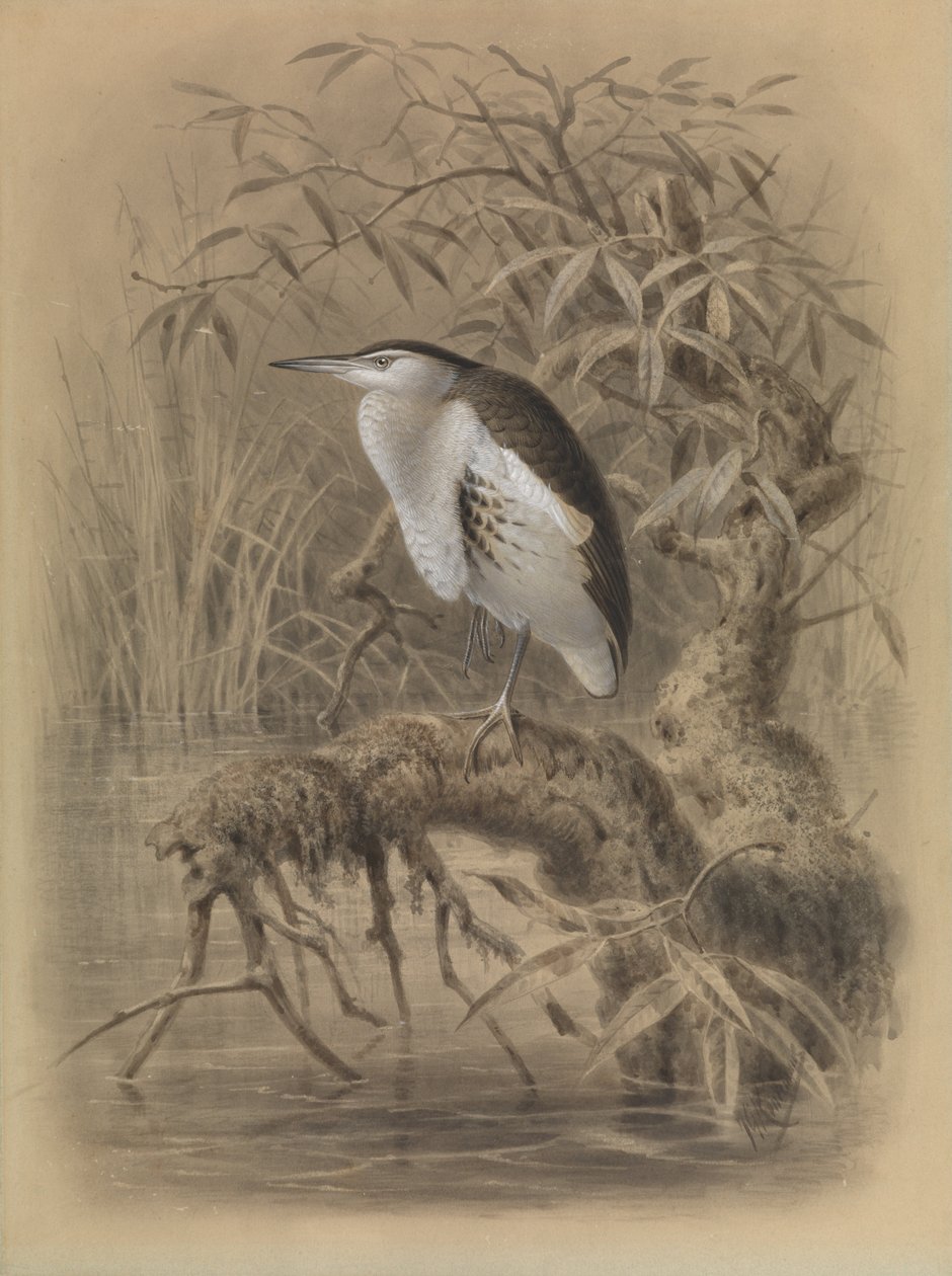 Kis keselyű, Ixobrychus minutus alkotó: John Gerrard Keulemans