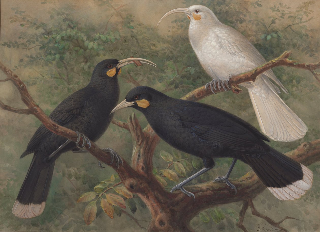 Három Huia (Heteralocha acutirostris) alkotó: John Gerrard Keulemans