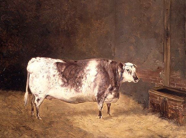 Shorthorn Tehén alkotó: John Goode