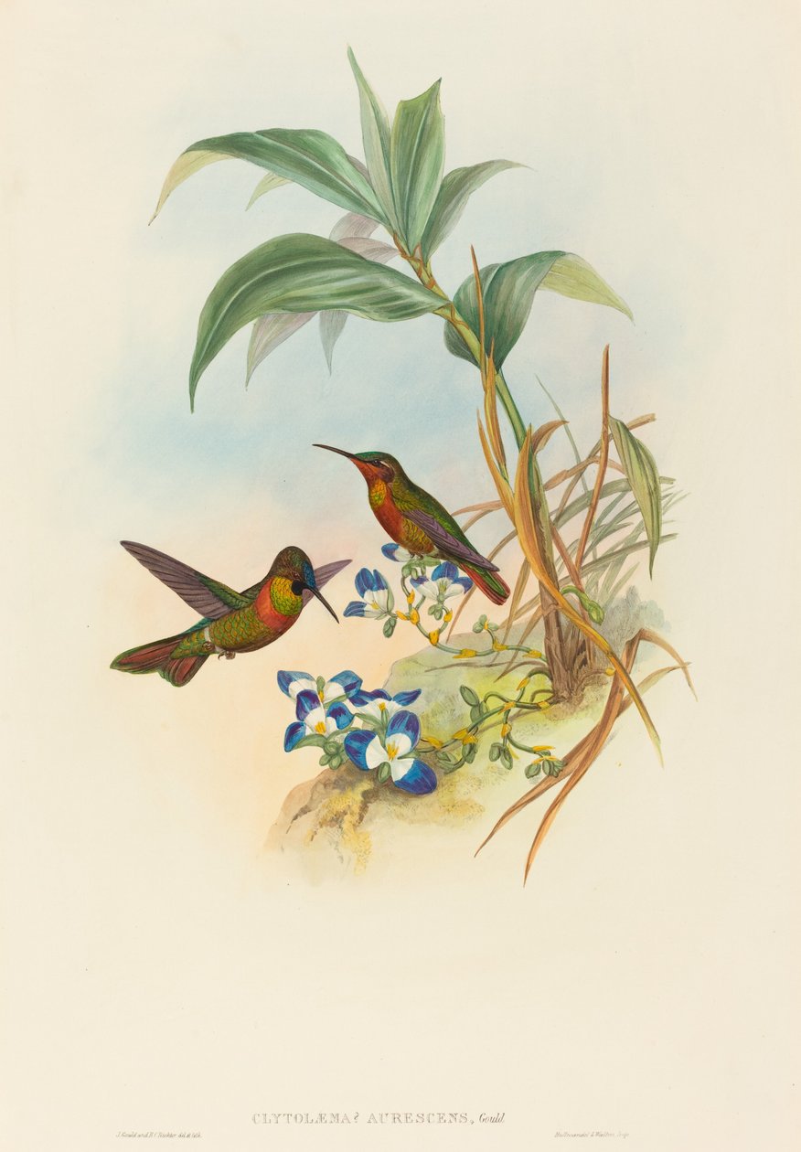 Clytolaema aurescens Banded Ruby vagy Gould