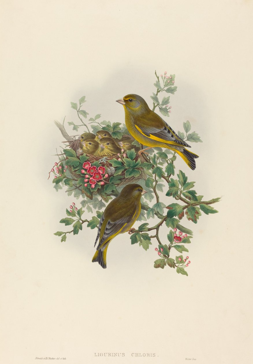 Ligurinus chloris zöldpinty. Alkotók: John Gould, Henry Constantine Richter. alkotó: John Gould and Henry Constantine Richter John Gould and Henry Constantine Richter
