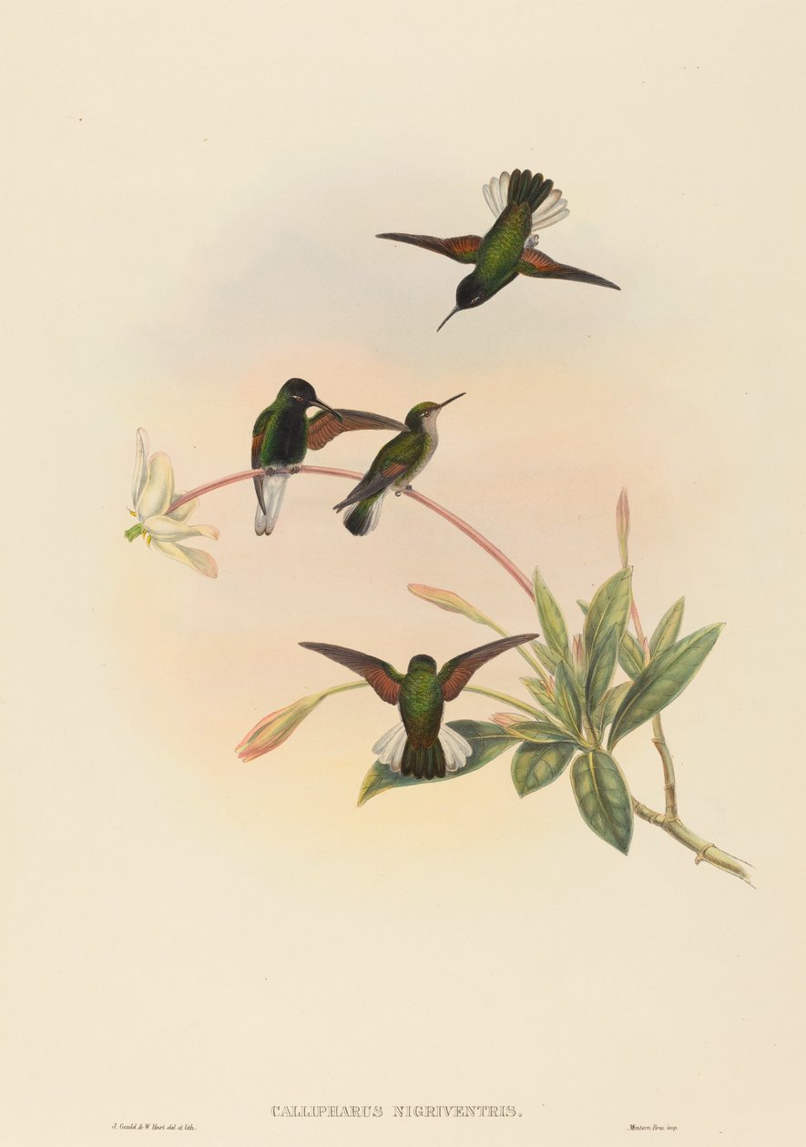 Callipharus nigriventris Feketehasú kolibri. Alkotók: John Gould, William Matthew Hart. alkotó: John Gould, William Matthew Hart