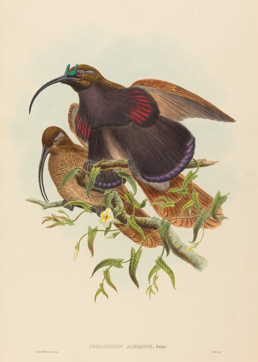 Drepanornis albertisi Feketecsőrű sarlócsőrű paradicsommadár. Alkotók: John Gould, William Matthew Hart. alkotó: John Gould, William Matthew Hart